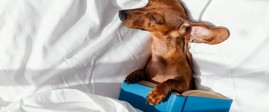 Cão a dormir com um livro