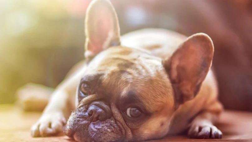 an image of a dog laying down