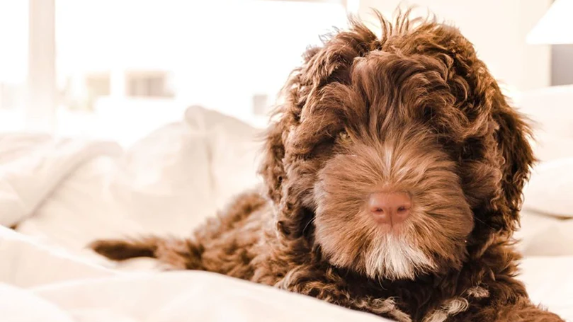 an image of a dog laying down in a bed