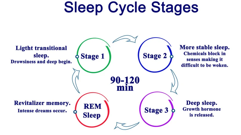 as fases de um ciclo de sono