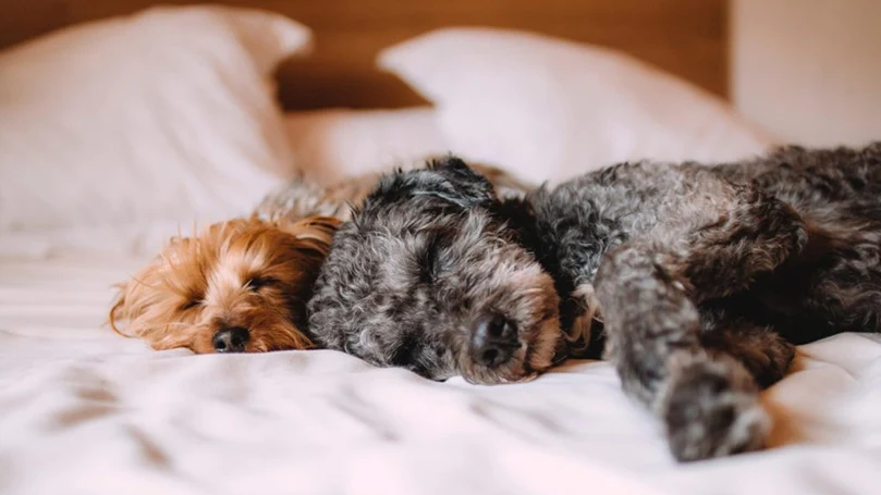 dois cães a dormir numa cama