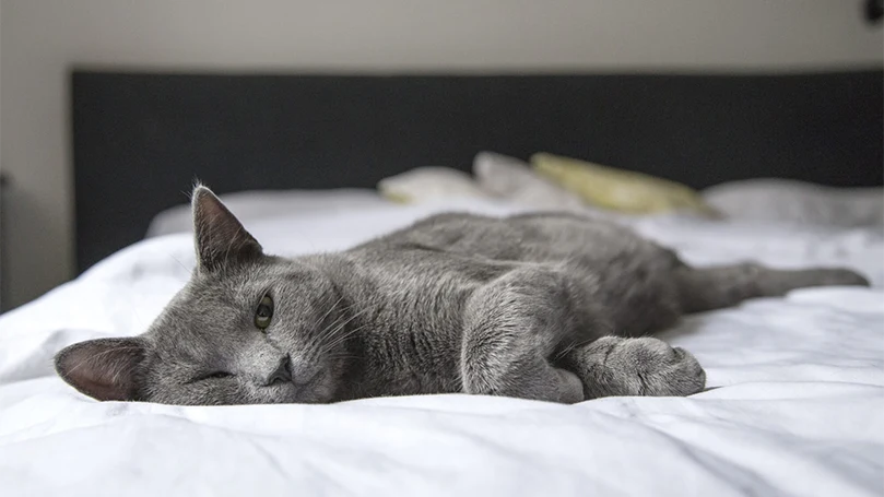 um gato bordeaux a dormir numa cama