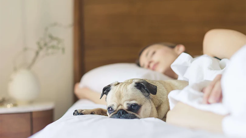 uma imagem de um cão numa cama com o seu dono