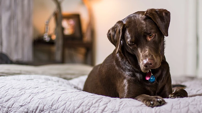 uma imagem de um cão a dormir na cama do dono