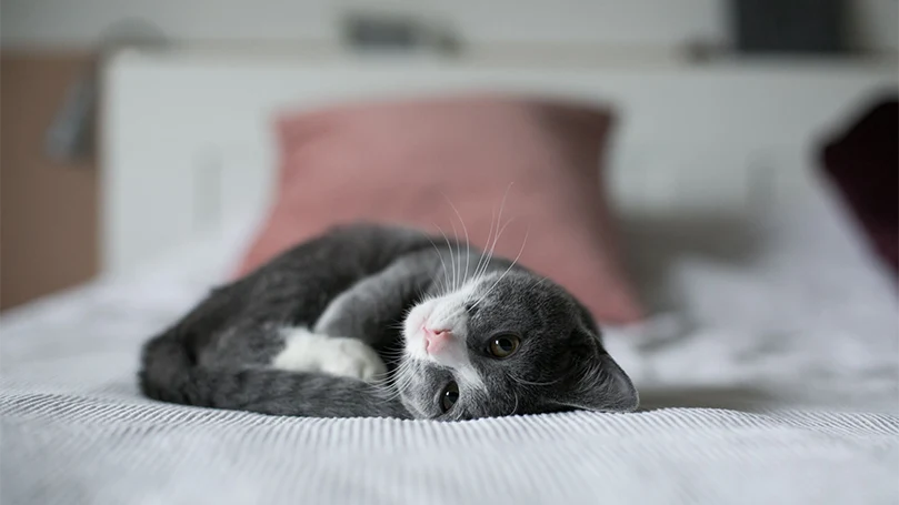 uma imagem de um gatinho deitado numa cama para animais de estimação