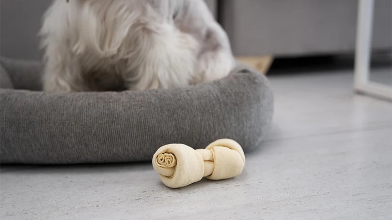 An image of a dog sitting on a dog bed