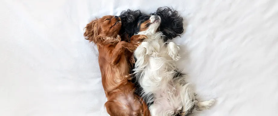 Dois cães a dormir