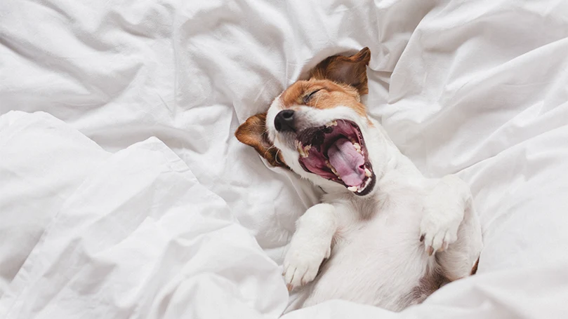 uma imagem de um cão jack russell numa cama