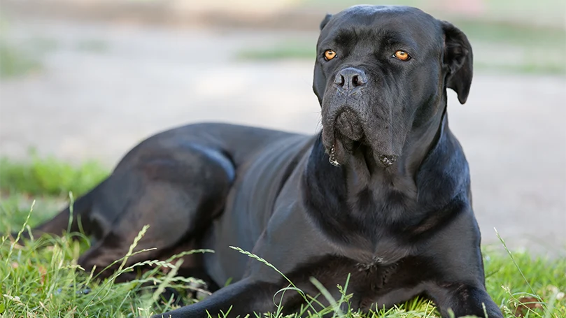 uma imagem de um cão cane corso deitado