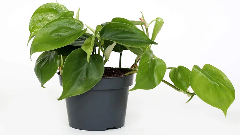 uma imagem de uma planta Philodendron num vaso