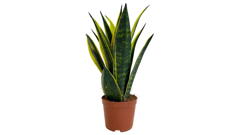 an image of a snake plant in a pot