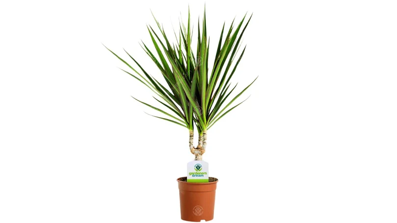 uma imagem de uma planta dracaena marginata num vaso