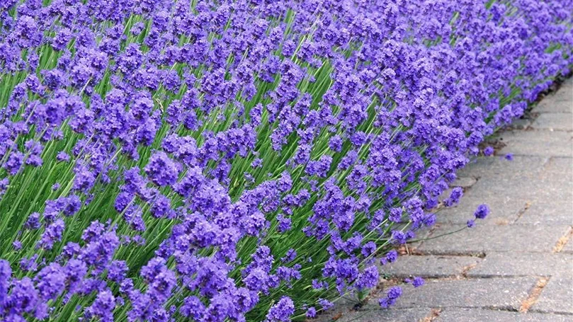 uma imagem de flores de lavanda