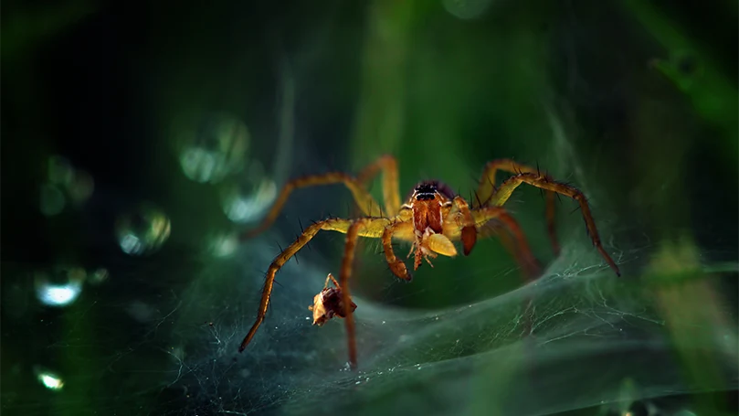 uma imagem de uma aranha numa rede de aranha