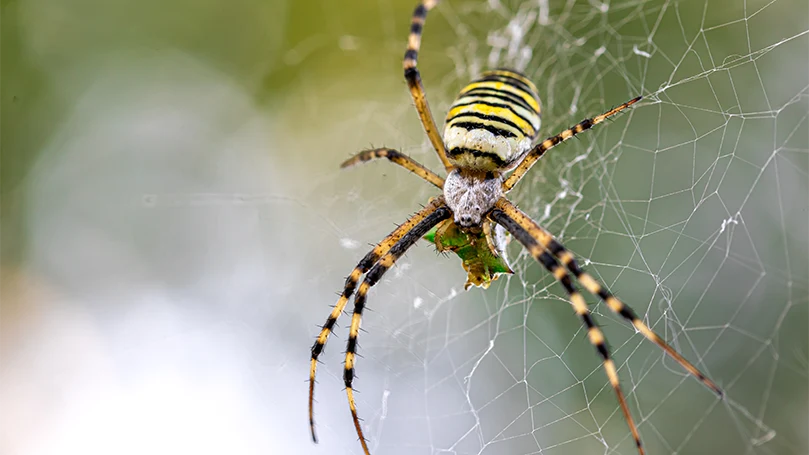 uma imagem da aranha argiope bruennichi a fazer uma teia de aranha