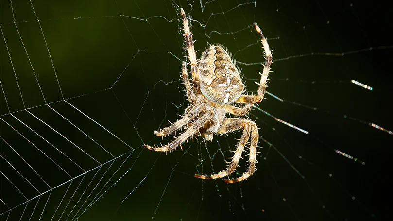 uma imagem de uma aranha europeia numa teia de aranha