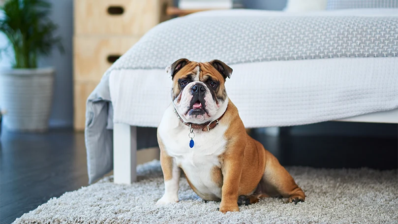 An image of a dog waking up due to noise due to lack of rug in bedroom.