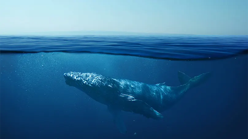 uma baleia no oceano