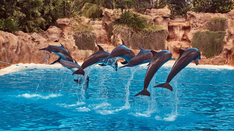 Uma imagem de um grupo de golfinhos a saltar da água