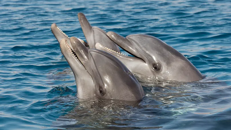 Uma imagem de dois golfinhos com a cabeça acima da água