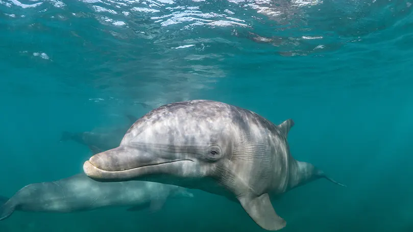 Uma imagem de um golfinho a dormir com um olho aberto