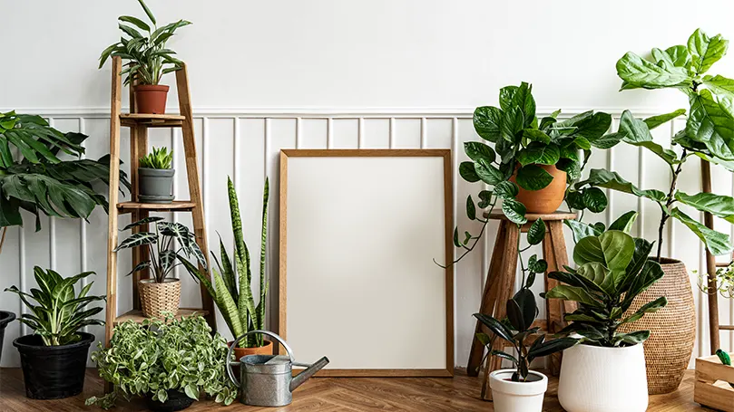 Uma imagem de muitas plantas espalhadas pela sala