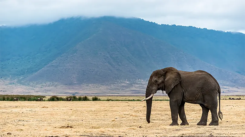 Uma imagem de um elefante num campo árido