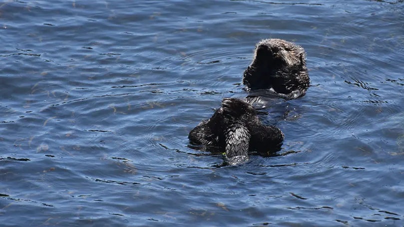 Uma imagem de uma lontra marinha a flutuar sobre a água