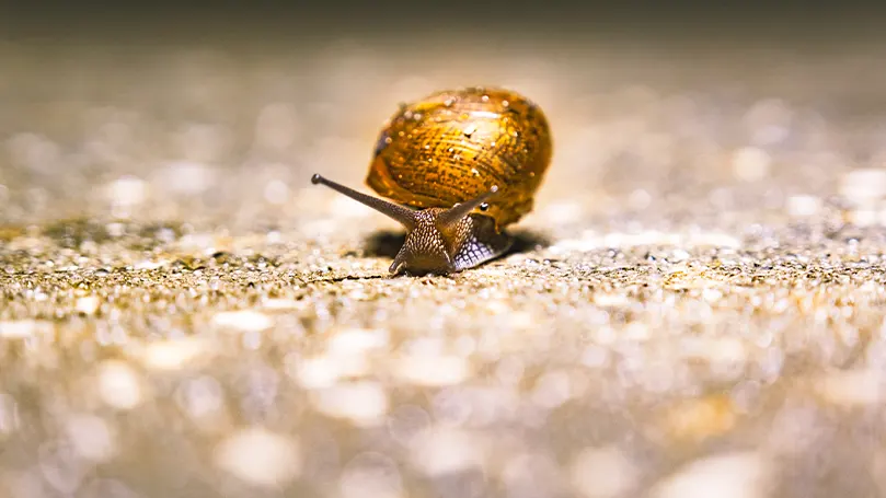 Uma imagem de um caracol com uma concha amarela no chão