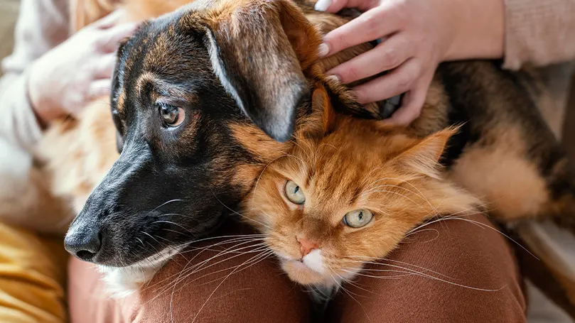 Uma imagem de uma pessoa a fazer festas ao seu cão e gato de estimação