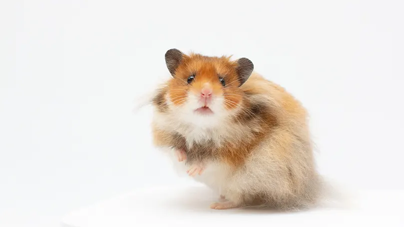 Uma imagem de um hamster