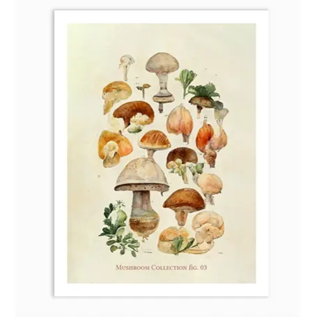 Mushroom Collection 03 Art Print