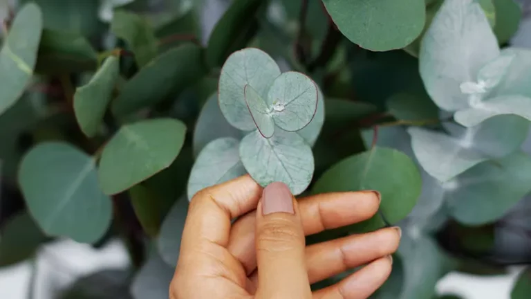 Uma mulher a tocar numa planta de eucalipto